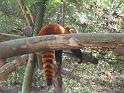 Red panda (2)